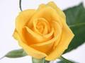 Mchezo Roses za Njano  online