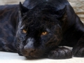 Mchezo Jigsaw nyeusi ya Panther  online