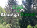 Mchezo Rudi kwenye Msitu wa Alsunga  online