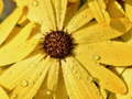 Mchezo Maua Petals Mvua Jigsaw  online