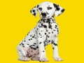 Mchezo Phantom pups jigsaw puzzle online