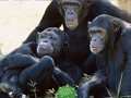 Mchezo Mapenzi ya Sokwe Jungle Escape  online