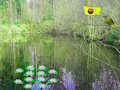 Mchezo Adventure Forest Forest  online