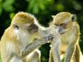 Mchezo Jigsaw ya Monkey  online