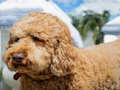 Mchezo Mafumbo ya Labradoodle  online