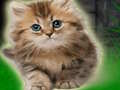 Mchezo Wanandoa Kitten Escape  online