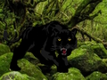 Mchezo Kutoroka kutoka Black Panther Forest  online