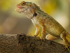 Mchezo Jigsaw ya Bustani ya Lizard  online